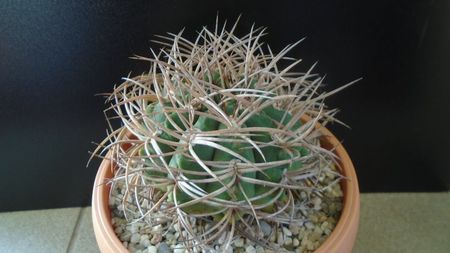 Gymnocalycium guanchinense = Gymnocalycium hossei