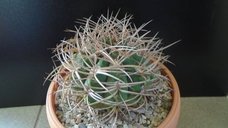 Gymnocalycium guanchinense = Gymnocalycium hossei