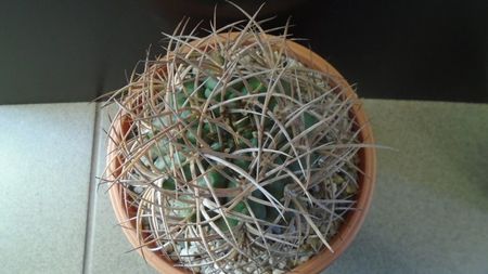 Gymnocalycium guanchinense = Gymnocalycium hossei