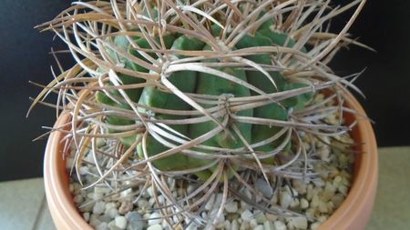 Gymnocalycium guanchinense = Gymnocalycium hossei