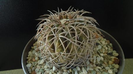 Gymnocalycium spegazzinii