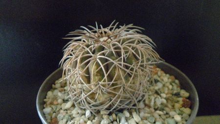 Gymnocalycium spegazzinii