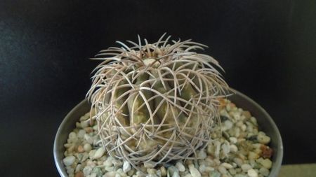 Gymnocalycium spegazzinii