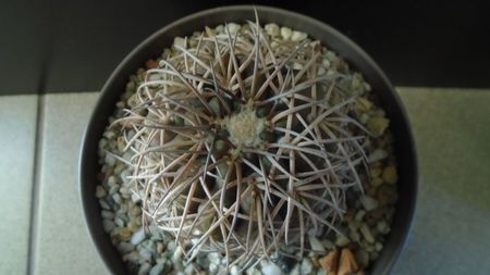 Gymnocalycium spegazzinii