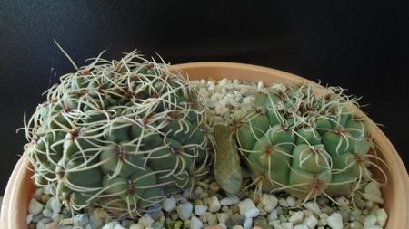 Gymnocalycium baldianum, 2 ex.