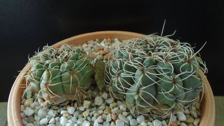 Gymnocalycium baldianum, 2 ex.