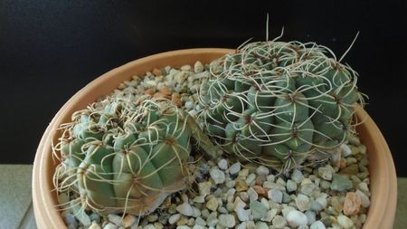 Gymnocalycium baldianum, 2 ex.