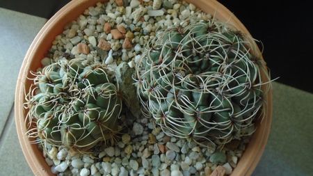 Gymnocalycium baldianum, 2 ex.