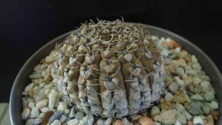 Gymnocalycium obductum