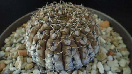 Gymnocalycium obductum