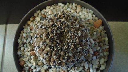 Gymnocalycium obductum