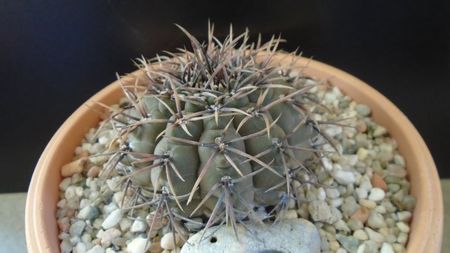 Gymnocalycium ochoterenae v cinereum