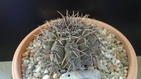 Gymnocalycium ochoterenae v cinereum