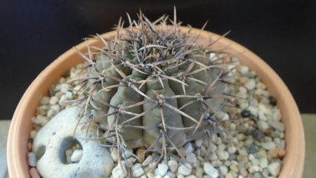 Gymnocalycium ochoterenae v cinereum