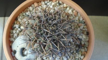 Gymnocalycium ochoterenae v cinereum