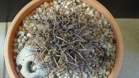 Gymnocalycium ochoterenae v cinereum