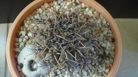 Gymnocalycium ochoterenae v cinereum