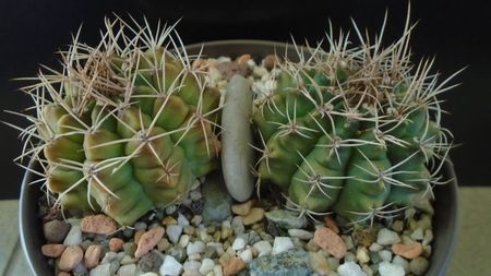 Gymnocalycium damsii v. tucavocense, 2 ex.