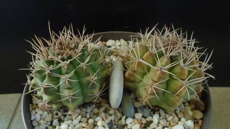 Gymnocalycium damsii v. tucavocense, 2 ex.