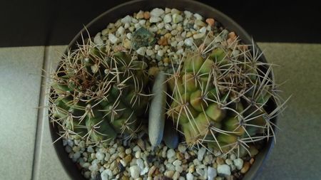 Gymnocalycium damsii v. tucavocense, 2 ex.