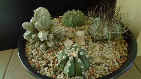 Grup de 4 Astrophytum; Astrophytum asterias
Astrophytum asterias hb.
Astrophytum capricorne
Astrophytum myriostigma cv. Hubuki
