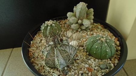 Grup de 4 Astrophytum; Astrophytum asterias
Astrophytum asterias hb.
Astrophytum capricorne
Astrophytum myriostigma cv. Hubuki
