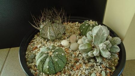 Grup de 4 Astrophytum; Astrophytum asterias
Astrophytum asterias hb.
Astrophytum capricorne
Astrophytum myriostigma cv. Hubuki
