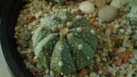 Astrophytum asterias hb.