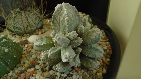 Astrophytum myriostigma cv. Hubuki