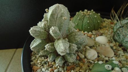 Astrophytum myriostigma cv. Hubuki