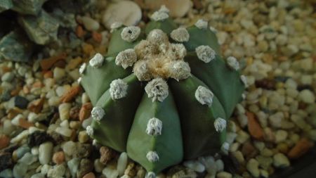 Astrophytum asterias