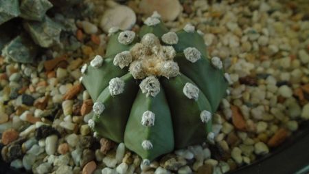 Astrophytum asterias