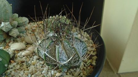 Astrophytum capricorne