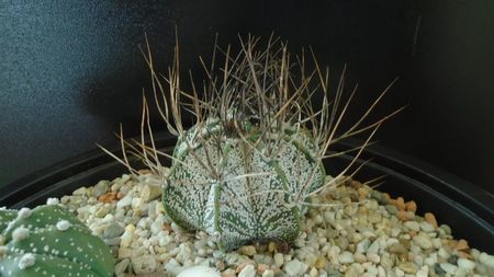 Astrophytum capricorne