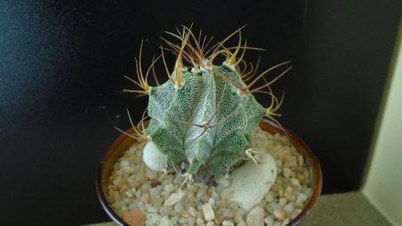 Astrophytum hb. Ornatum x Caput medusae