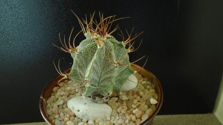 Astrophytum hb. Ornatum x Caput medusae