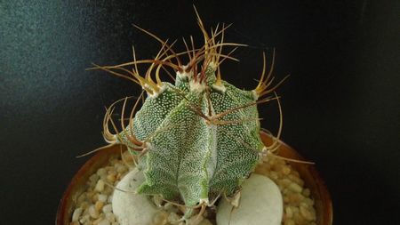 Astrophytum hb. Ornatum x Caput medusae