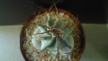 Astrophytum hb. Ornatum x Caput medusae