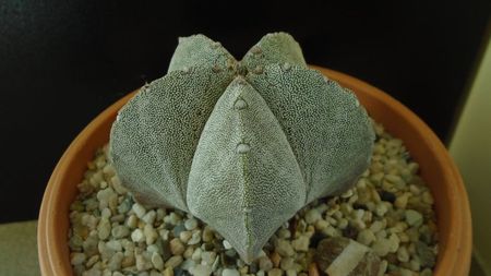 Astrophytum coahuilense