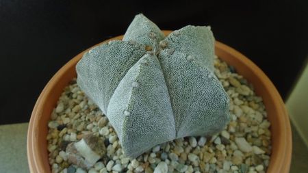 Astrophytum coahuilense