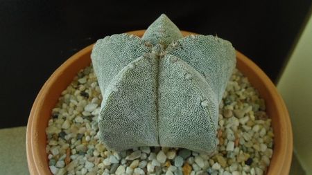 Astrophytum coahuilense