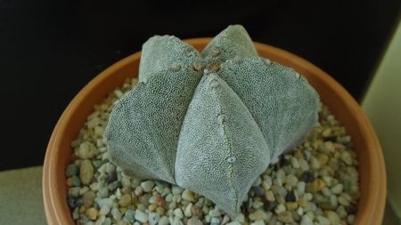 Astrophytum coahuilense