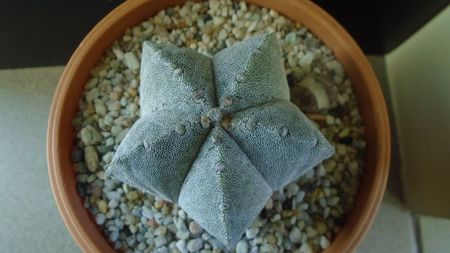 Astrophytum coahuilense