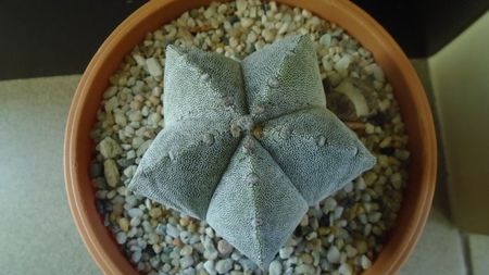 Astrophytum coahuilense