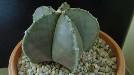 Astrophytum myriostigma