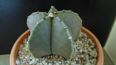 Astrophytum myriostigma