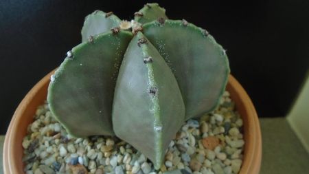 Astrophytum myriostigma