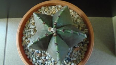 Astrophytum myriostigma