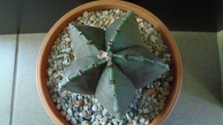 Astrophytum myriostigma