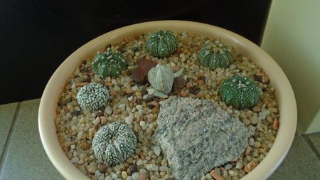 Grup de 7 Astrophytum; Astrophytum asterias cv Super Kabuto (2 ex.)  
Astrophytum asterias hb. (4 ex.)
Astrophytum myriostigma cv. Onzuka
